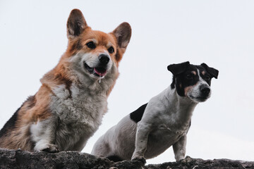 Pembroke Tricolor Welsh Corgi and black and white smooth haired Jack Russell Terrier sit side by side and stare intently at each other. Two small purebred dogs against sky.