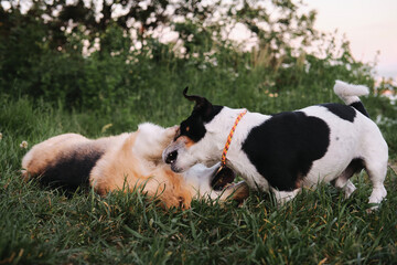 Welsh corgi Pembroke Tricolor and black and white smooth haired Jack Russell Terrier play in grass bite and have fun together. Two small purebred dogs play in park on green meadow.