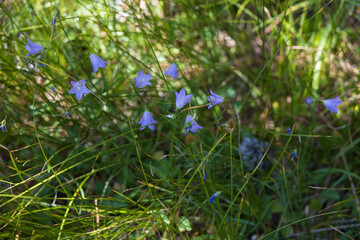 Harebell wildflowers, close-up