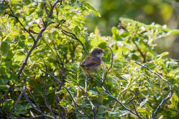 bird sitting on a tree branch