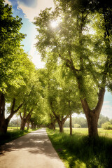 Beautiful summer alley flanked by linden trees