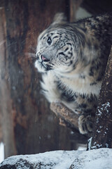 snow leopard