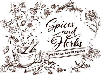Spices and herbs falling in mortar, vector hand-drawn illustrations © Martina
