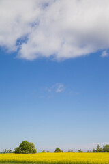 photo of beautiful fields in spring