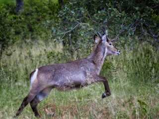 antelope kudu in African safari