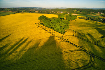 Serene blooming rapeseed flowers and green copse in Southern Poland, aerial view