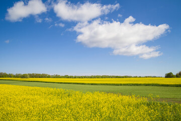 photo of beautiful fields in spring