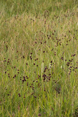 Close-up of grass in a field