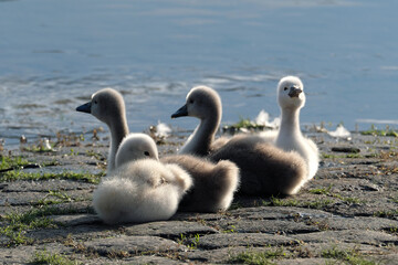 4 flauschige junge Schwäne auf Pflastersteinen am Flussufer - Stockfoto