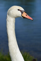 Close up of the head and neck of a white swan in front of blue water, in portrait format