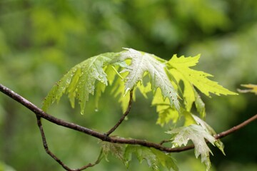 Spring leaves of a silver maple, Acer saccharinum