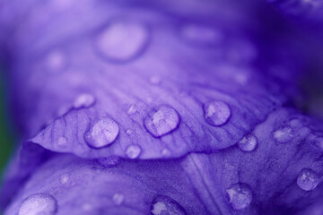 Macro shot of a purple flower petal 