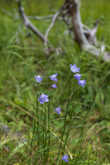 Fototapeta na wymiar Harebell wildflowers, close-up