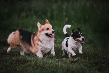 Walk in park with two purebred dogs. Pembroke Tricolor Welsh Corgi and black and white smooth haired Jack Russell Terrier run around green clearing with their mouths open.