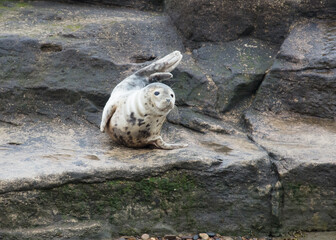 Grey Seal on rocks on the coast of Northumberland, England, UK.