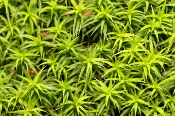 Leaves of the moss Polytrichum formosum