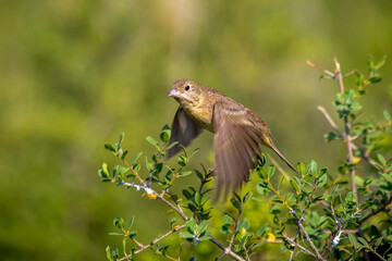 Gray bunting (Emberiza cineracea) is a songbird species belonging to the bunting family (Emberizidae). Today, it is classified in the finch family by some researchers.