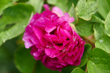 Macro shot of a pink carnation flower 
