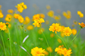 初夏に咲く黄色くて丸い花　特定外来才物のオオキンケイギク
