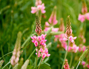 Sainfoin (Onobrychis viciifolia) growing in the chalk grassland on Salisbury Plain military training area