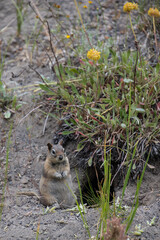 Prairie dog standing on hind legs
