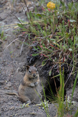 Prairie dog standing on hind legs
