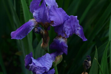 Blooming blue iris bud outdoors