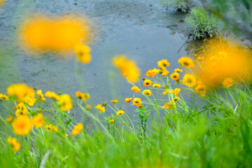 初夏に咲く黄色くて丸い花　特定外来才物のオオキンケイギク