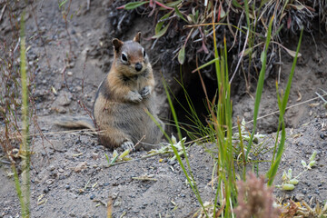 Prairie dog standing on hind legs
