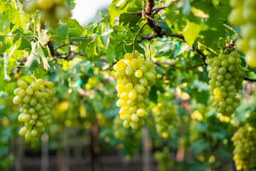 Close up riped white grapes or green grapes in vinyard in Thailand - obrazy, fototapety, plakaty