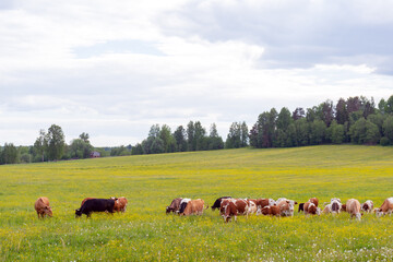 Naklejka na ściany i meble A herd of cows grazes on a green meadow. Summer pet on the farm.