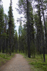 Fototapeta premium Hiking Trail through a forest of tall trees 