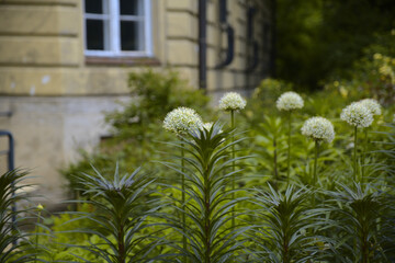 Flowers © MagicEarthPlanet