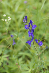 Monkshood wildflower close-up
