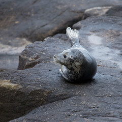 Grey Seal on rocks on the coast of Northumberland, England, UK.