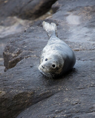 Grey seal on rocks on coast of Northumberland, England, UK.