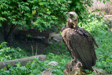 black vulture