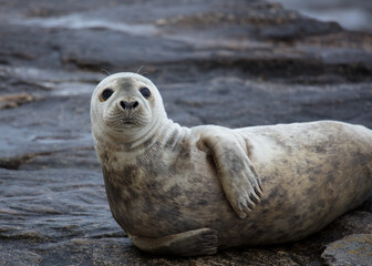 Grey Seal on rocks on the coast of Northumberland, England, UK.