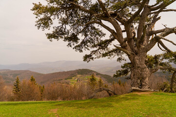 tree in the mountains