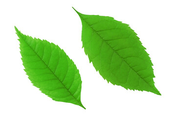 Green leaves isolated on a white background .Top view.