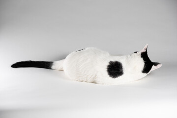 Black and white cat laying on white background. Top view