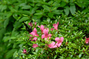 雨に打たれたツツジ