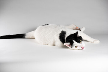 Black and white cat laying on white background. Side view