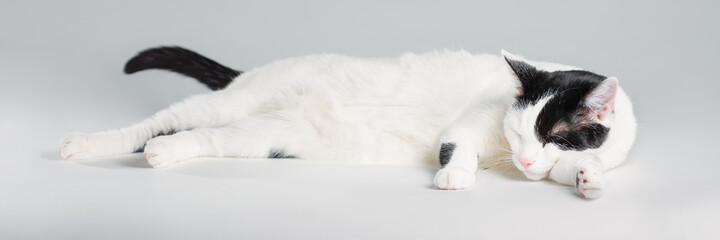 Black and white cat laying on white background. Panoramic side view