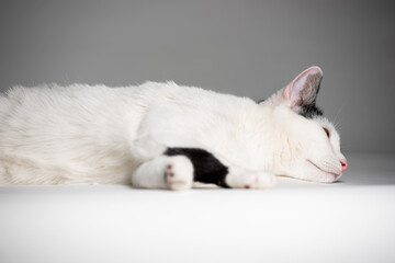 Black and white cat laying on white background. Side view