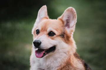 Naklejka na ściany i meble Portrait of Pembroke Welsh corgi close up on green blurred background. Desktop screensaver with a cute dog. The worlds smallest shepherd dog.