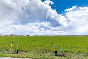 Planting trees along the road outside the city. Preparation for planting trees. Young saplings of...