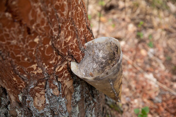 Collect from the coniferous pine tree in the forest resin resin using a funnel in the spring. Protection from bark beetles.