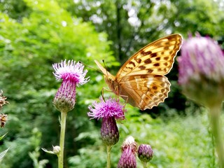 butterfly on a flower