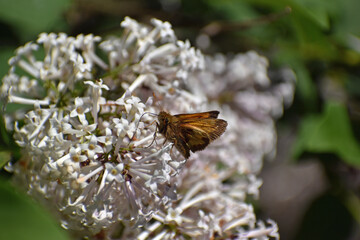 Peck's Skipper butterfly on Miss Kim Lilac